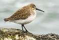 1: Sandpiper-3