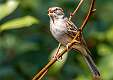 8: 03-01 Singing Sparrow