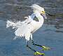 9: 03-01 Snowy Egret Landing