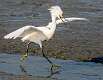 10: 03-01 Snowy Egret With Attitude