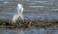 16: 03-22 Gre3at Egret At Forsythe NWR