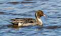 18: 03-22 Northern Pintail At Forsythe NWR