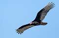 20: 03-22 Turkey Vulture At Forsythe NWR