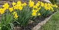 22: 03-29 Row Of Daffodils
