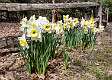 24: 03-31 Daffodils And Fence-standard
