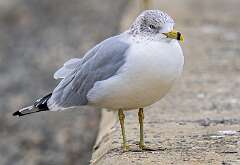 44: 12-26 Ring-billed Gull