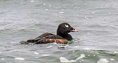 11: Duck – White-winged Scoter-1