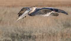 48: Murrells_2026-12