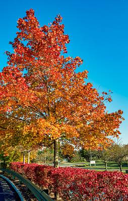 3: Renaissance Foliage_2021-3