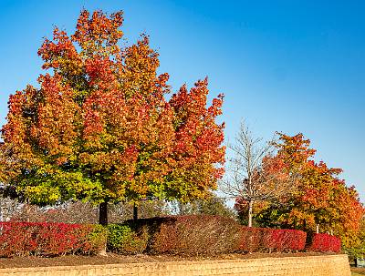 6: Renaissance Foliage_2021-6