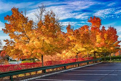 7: Renaissance Foliage_2021-7