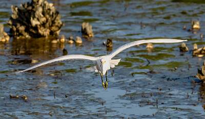 10: Murrells_2025-357