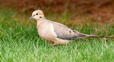 24: Dove - Mourning-1