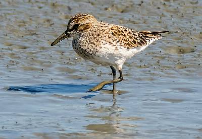 126: Sandpiper - Semipalmated-2