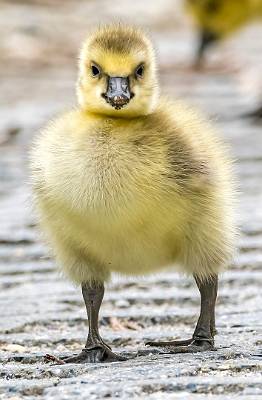 24: OceanCityRookery-24