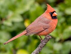 8: Cardinal - Northern-2