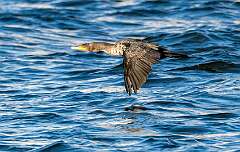 14: Cormorant - Double-creasted-2
