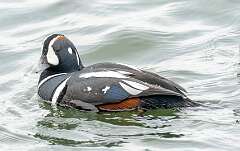 30: Duck - Harlequin-2