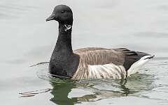 63: Goose - Brandt-1