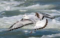 73: Gull - Bonapartes-2