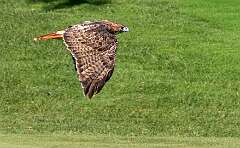 87: Hawk - Red-tailed-2