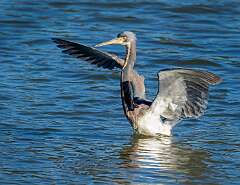 94: Heron - Tri-color-1