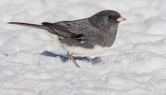105: Junco - Dark-eyed-2