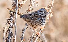 135: Sparrow - Song-1