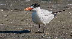 148: Tern - Caspian-1