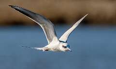 151: Tern - Fosters-2-2