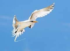 158: Tropicbird - Yellow-billed-2