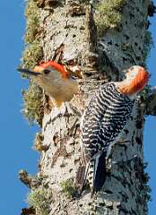 172: Woodpecker – Red-bellied-2