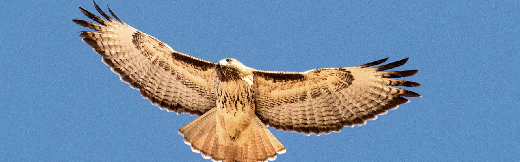 Click to show or hide the buttons