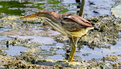 3: Bittern - Least-1