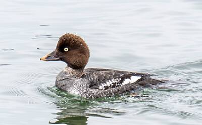 27: Duck - Common Goldeneye-1
