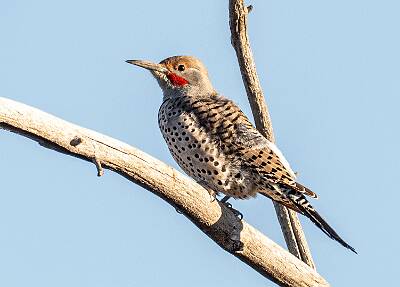 47: Flicker - Northern (Red Shafted)-1