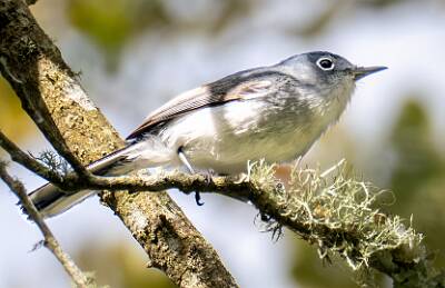 51: Gnatcatcher - Blue-gray-2