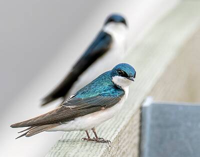 113: Swallow - Tree-1