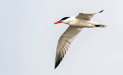 117: Tern - Caspian-1