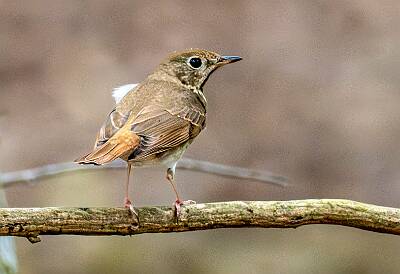 122: Thrush - Hermit-2