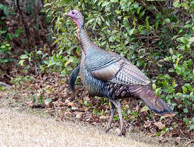 124: Turkey - Wild-1