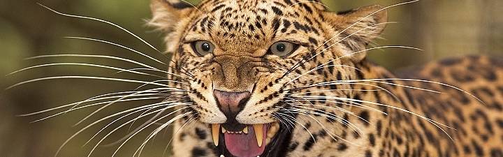 Click to show or hide the buttons