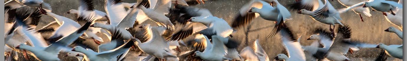 Click to show or hide the buttons