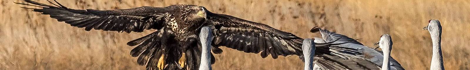 Click to show or hide the buttons