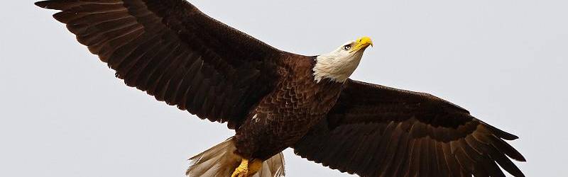 Click to show or hide the buttons