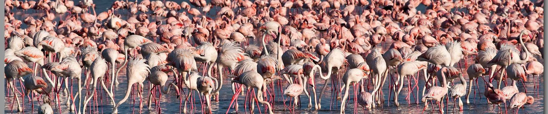 Click to show or hide the buttons