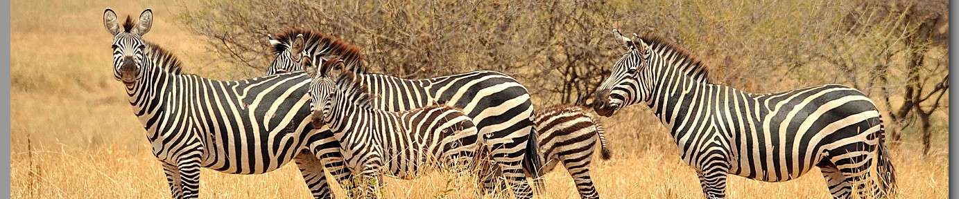 Click to show or hide the buttons