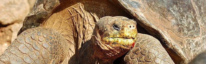 Click to show or hide the buttons